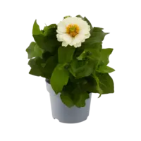 Zinnia gemengde kleuren | Verkoop per stuk | Bij meerdere planten zo veel mogelijk verschillende kleuren | 30 cm hoog | In 10,5 cm pot