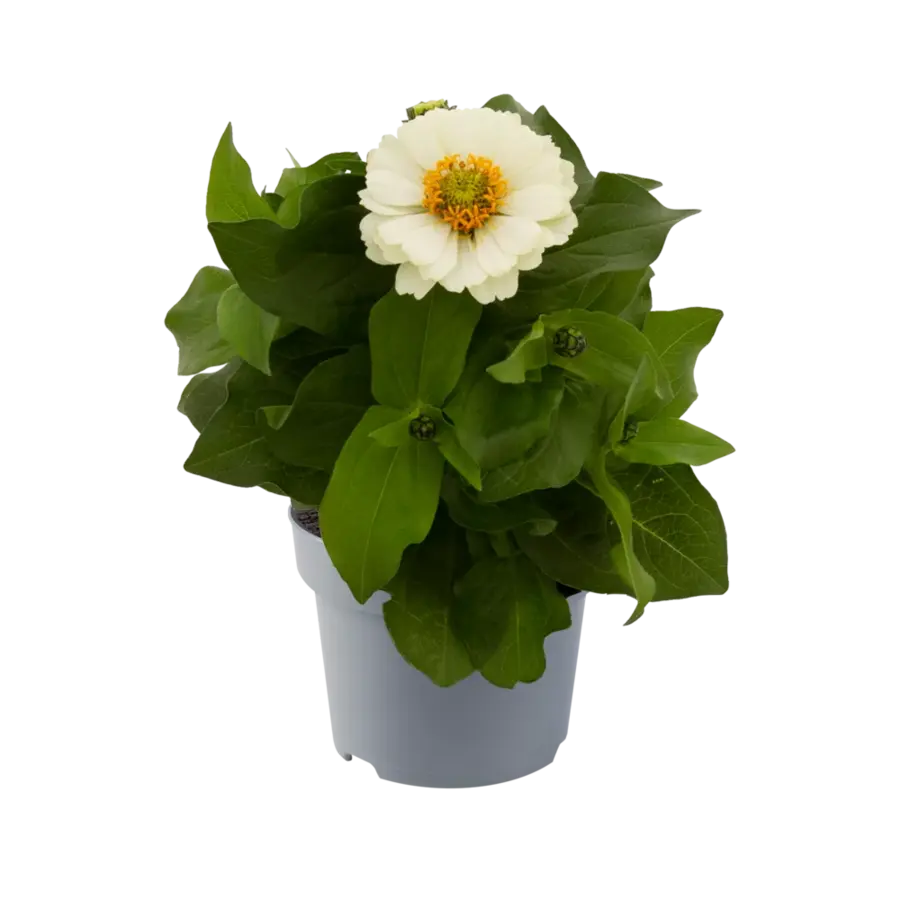 Zinnia gemengde kleuren | Verkoop per stuk | Bij meerdere planten zo veel mogelijk verschillende kleuren | 30 cm hoog | In 10,5 cm pot