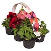 Petunia gemengd | Tray 6 stuks | 15 cm hoog | 9 cm pot
