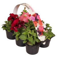 Petunia gemengd | Tray met 6 stuks | Kleuren kunnen variëren | 15 cm hoog | In 9 cm pot
