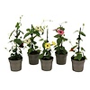 Thunbergia alata gemengde kleuren | per stuk | 30 cm hoog | 10,5 cm pot