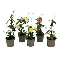 Thunbergia alata gemengde kleuren | Suzanne met de mooie ogen | Per stuk | 30 cm hoog | In 10,5 cm pot