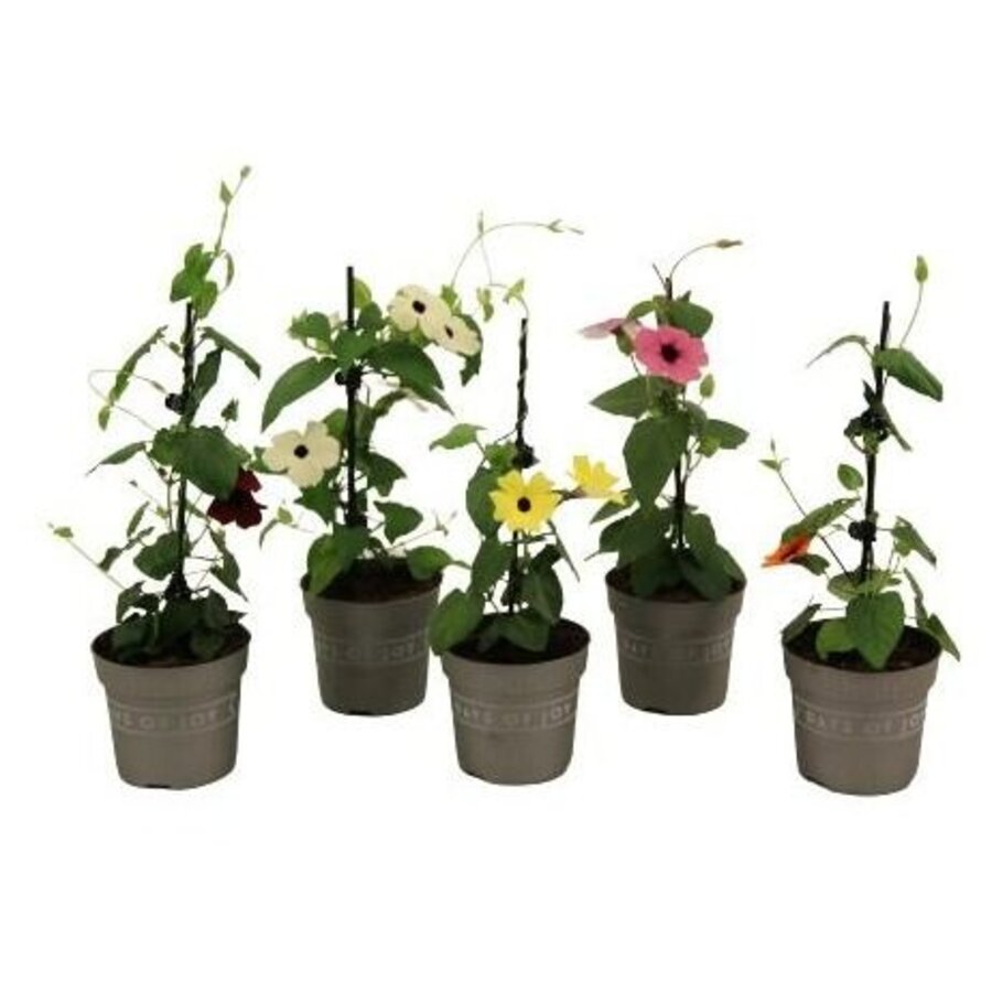Thunbergia alata gemengde kleuren | Suzanne met de mooie ogen | Per stuk | 30 cm hoog | In 10,5 cm pot