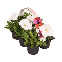Petunia Wit | tray van 6 stuks | 15 cm hoog | 9 cm pot | rijkbloeiende eenjarige zomerbloeier