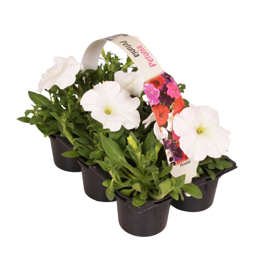 Petunia Wit | tray van 6 stuks | 15 cm hoog | 9 cm pot | rijkbloeiende eenjarige zomerbloeier