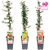 Pyracantha Vuurdoorn | verschillende kleuren bessen | verkoop per stuk | 65 cm hoog | 15 cm pot