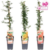 Pyracantha Vuurdoorn | Verschillende kleuren bessen | Verkoop per stuk | Bij meerdere stuks zo veel mogelijk kleuren | 65 cm hoog | In 15 cm pot