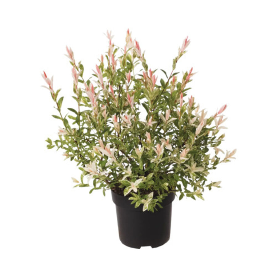 Salix integra 'Flamingo' (flamingowilg) | 50 cm hoog | In 19 cm pot | Bonte sierwilg