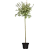 Salix integra Hakuro Nishiki op stam | 80 cm hoog | 17 cm pot