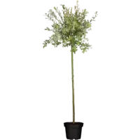 Salix integra Hakuro Nishiki op stam | Bonte wilg | 80 cm hoog | In 17 cm pot