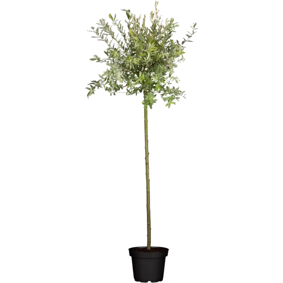 Salix integra Hakuro Nishiki op stam | Bonte wilg | 80 cm hoog | In 17 cm pot