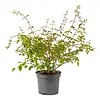Kolkwitzia amabilis | 55 cm hoog | 15 cm pot