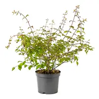 Kolkwitzia amabilis | Koninginnenstruik | 55 cm hoog | In 15 cm pot | Rijkbloeiende tuinheester