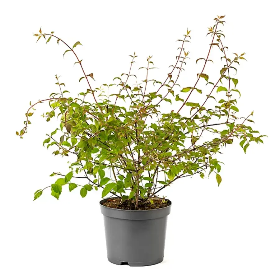 Kolkwitzia amabilis | Koninginnenstruik | 55 cm hoog | In 15 cm pot | Rijkbloeiende tuinheester