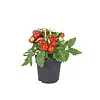 Farmzy Red Love tomatenplant cherrytomaat | 20 cm hoog | 10 cm pot