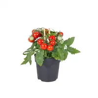 Farmzy Red Love tomatenplant cherrytomaat | Compacte rode snacktomaat | 20 cm hoog | In 10 cm pot