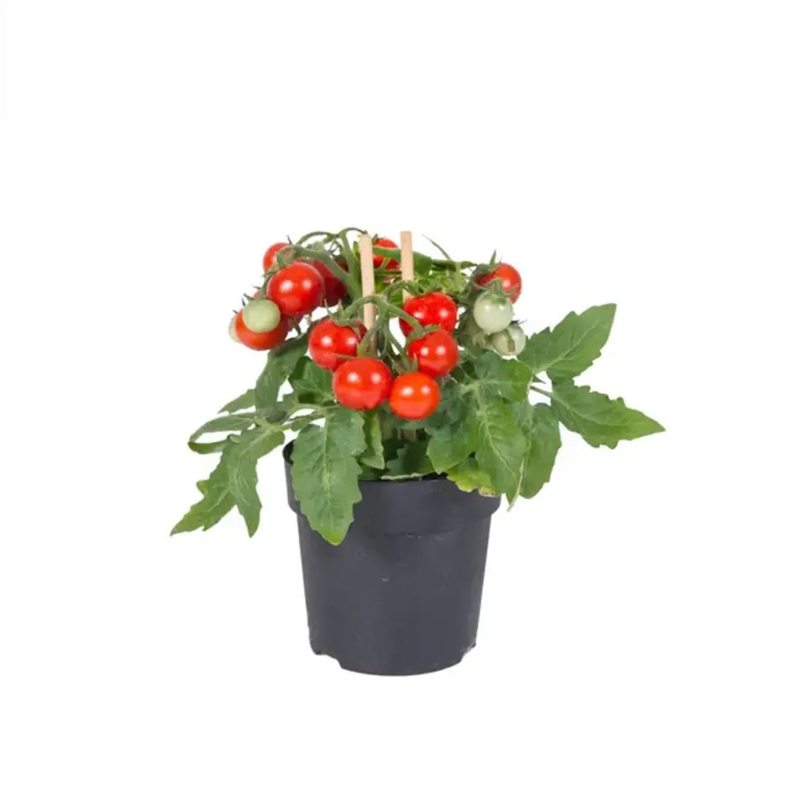 Farmzy Red Love tomatenplant cherrytomaat | Compacte rode snacktomaat | 20 cm hoog | In 10 cm pot