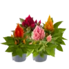 Celosia argentea Plumosa mix | Verkoop per stuk | 18 cm hoog | 10 cm pot