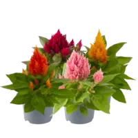 Celosia argentea Plumosa mix | Pluimhanekam | Verkoop per stuk | 18 cm hoog | In 10 cm pot