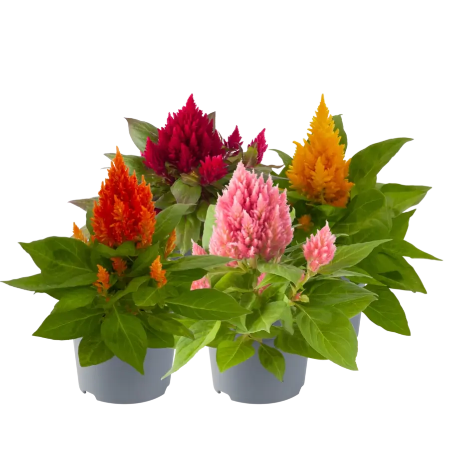 Celosia argentea Plumosa mix | Pluimhanekam | Verkoop per stuk | 18 cm hoog | In 10 cm pot
