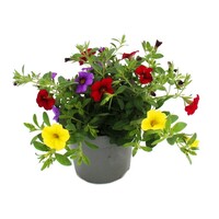 Petunia 'Million Bells' kleurenmix | Verkoop per stuk | 12 cm hoog | In 10 cm pot | Rijke balkonbloeier