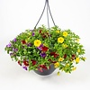 Calibrachoa DUOBELL | 25 cm hangpot | 25 cm hoog
