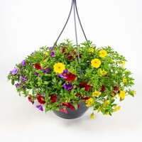 Calibrachoa DUOBELL | Dubbelbloemige mini petunia | 25 cm hoog | In 25 cm hangpot