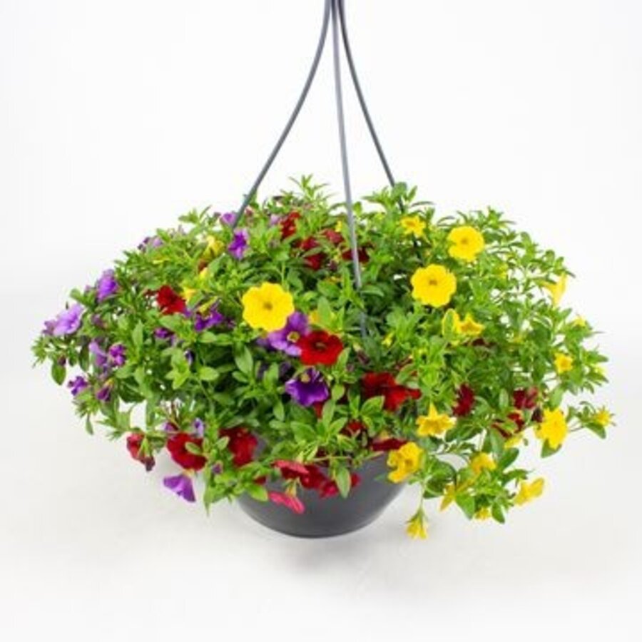 Calibrachoa DUOBELL | Dubbelbloemige mini petunia | 25 cm hoog | In 25 cm hangpot