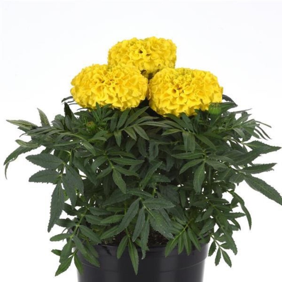 Tagetes erecta Taishan Yellow | geel afrikaantje | ca. 15 cm hoog | In 10 cm pot | Eenjarige zomerbloeier