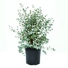 Eucalyptus cinerea Silver Dollar | 35 cm hoog | 17 cm pot