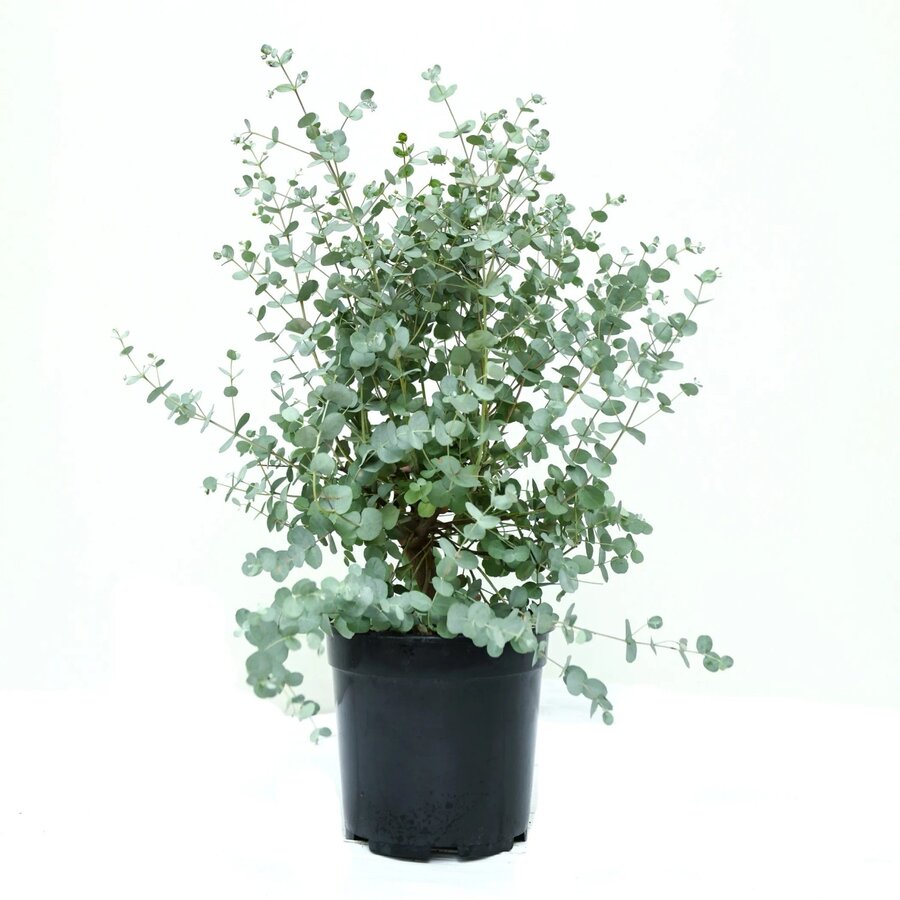 Eucalyptus cinerea Silver Dollar | Zilverblad eucalyptus | 35 cm hoog | In 17 cm pot