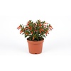 Cuphea ignea | Luciferplant | 16 cm hoog | 10 cm pot