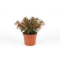 Cuphea ignea (Luciferplant) | 16 cm hoog | In 10 cm pot | Rijkbloeiende kuipplant