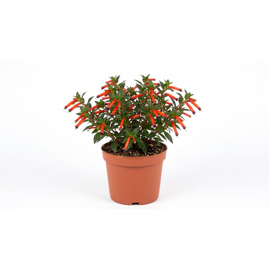 Cuphea ignea (Luciferplant) | 16 cm hoog | In 10 cm pot | Rijkbloeiende kuipplant