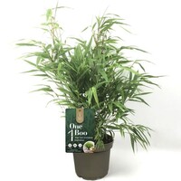 Fargesia One Boo (niet woekerende bamboe) | 30 cm hoog | In 14 cm pot | Wintergroene tuinbamboe