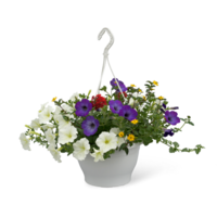 Hanging Basket mix | Gevuld met diverse soorten en kleuren hangplanten | 27 cm pot | Direct klaar om op te hangen | Verkoop per stuk