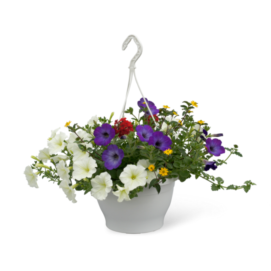 Hanging Basket mix | Gevuld met diverse soorten en kleuren hangplanten | 27 cm pot | Direct klaar om op te hangen | Verkoop per stuk