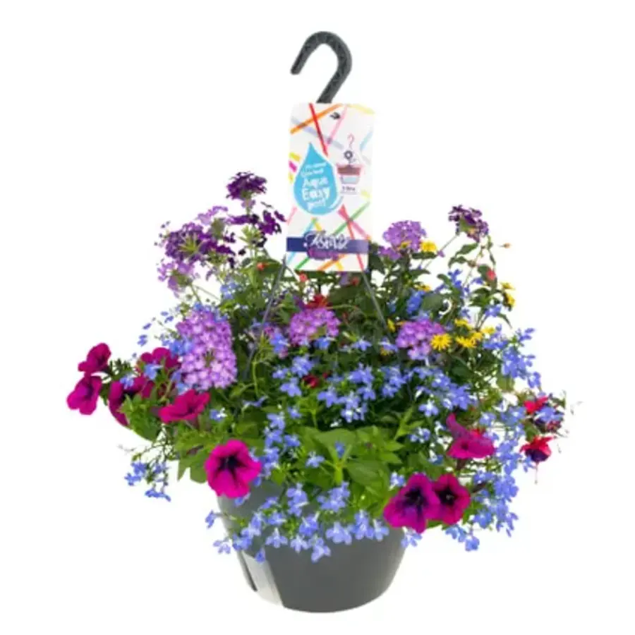 Hanging Basket mix | Gevuld met diverse soorten en kleuren hangplanten | 27 cm pot | Direct klaar om op te hangen | Verkoop per stuk