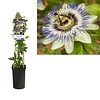 Passiflora caerulea | Blauwe passiebloem | 60 cm hoog | 15 cm pot