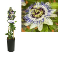 Passiflora caerulea blauwe passiebloem | 60 cm hoog | In 15 cm pot | Sterke klimplant voor tuin, balkon en terras