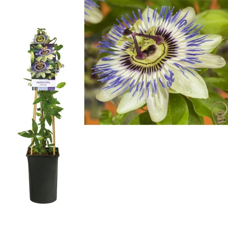 Passiflora caerulea blauwe passiebloem | 60 cm hoog | In 15 cm pot | Sterke klimplant voor tuin, balkon en terras