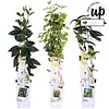 Lonicera MIX | Kamperfoelie mix | 50 cm hoog | 12 cm pot | Verkoop per stuk