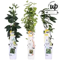 Lonicera MIX | Kamperfoelie mix | 50 cm hoog | In 12 cm pot | Geurende klimplant | Verkoop per stuk