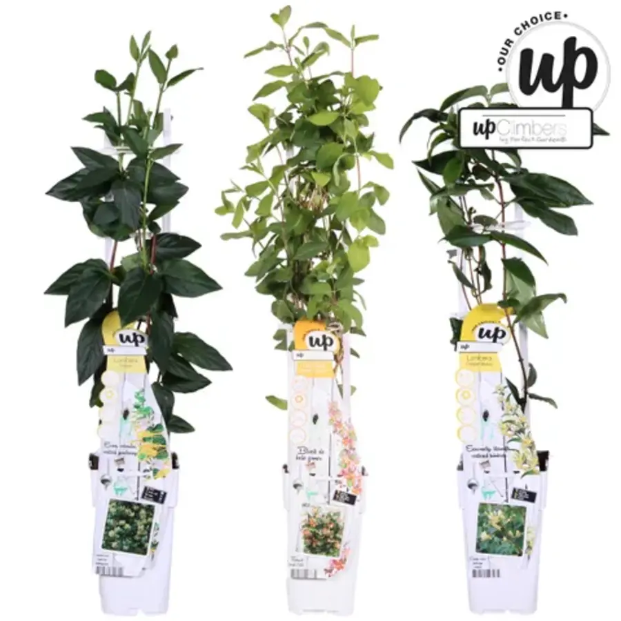 Lonicera MIX | Kamperfoelie mix | 50 cm hoog | In 12 cm pot | Geurende klimplant | Verkoop per stuk