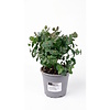 Eucalyptus cinerea | 30 cm hoog | 12 cm pot