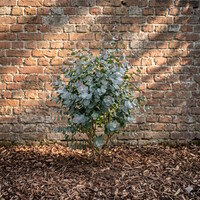 Eucalyptus cinerea | zilvereucalyptus | 30 cm hoog | in 12 cm pot | wintergroene blikvanger