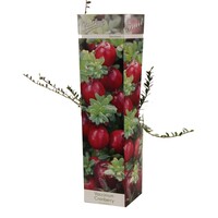 Vaccinium Cranberry | Veenbes | 35 cm hoog | In 9 cm pot | Winterharde fruitplant