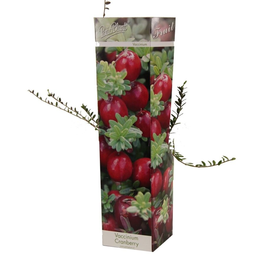 Vaccinium Cranberry | Veenbes | 35 cm hoog | In 9 cm pot | Winterharde fruitplant