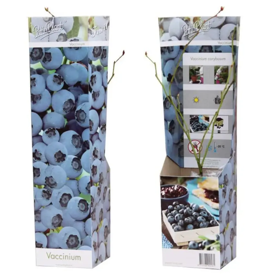 Vaccinium Blueberry | Blauwe bes | 35 cm hoog | In 9 cm pot | Fruitstruik voor tuin, balkon en terras