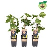 Vitis vinifera Rembrandt | Blauwe druif | 50 cm hoog | 15 cm pot